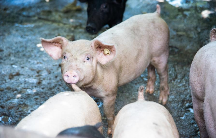 Más de 45,200 cerdos han sido sacrificados en RD por la peste porcina africana