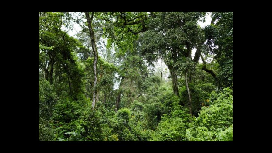 Una plataforma permitirá calcular el carbono forestal global Una plataforma permitirá calcular el carbono forestal global