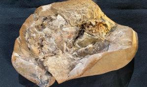 Descubren el corazón y otros órganos de un pez de 380 millones de años