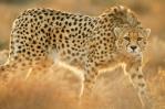 La India introduce 8 guepardos en su territorio tras siete décadas extintos