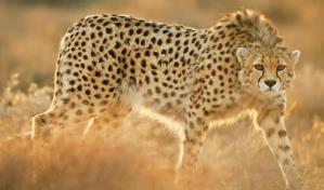 La India introduce 8 guepardos en su territorio tras siete décadas extintos