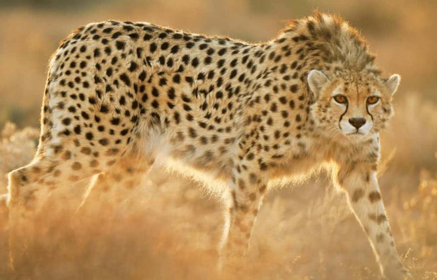La India introduce 8 guepardos en su territorio tras siete décadas extintos