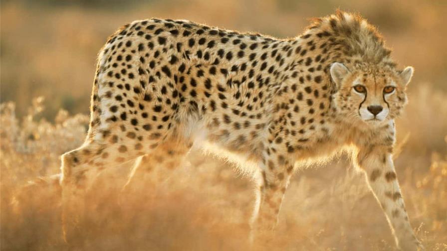 La India introduce 8 guepardos en su territorio tras siete décadas extintos