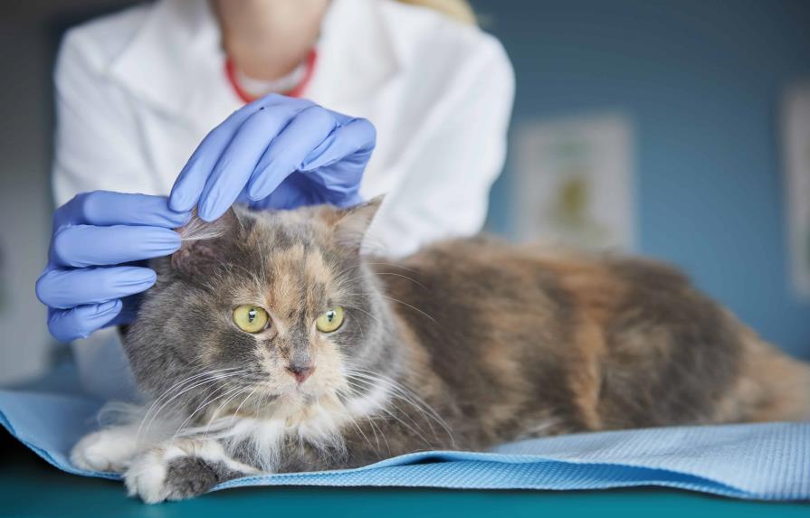 Enfermedades comunes en gatos: cómo prevenirlas