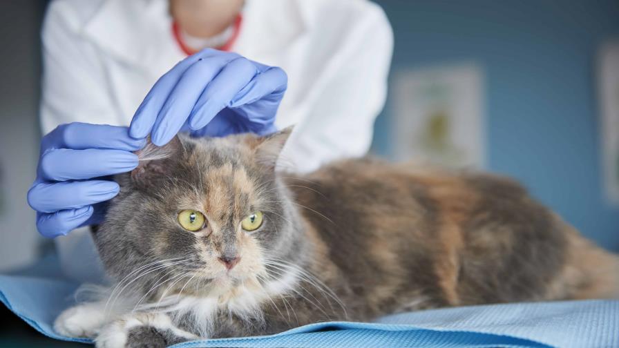 Enfermedades comunes en gatos: cómo prevenirlas Enfermedades comunes en gatos: cómo prevenirlas