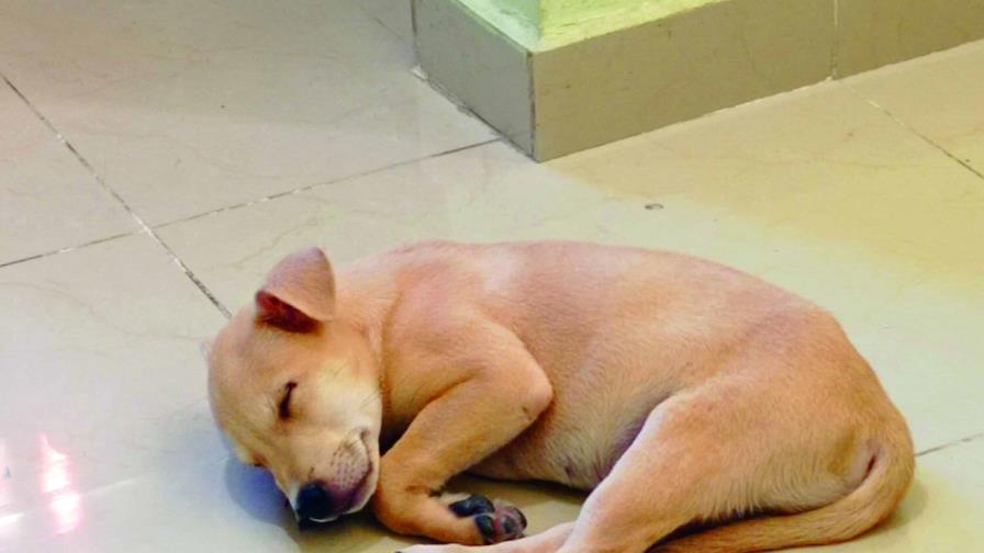 Desparasitar cachorro