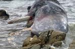 Aparecen 14 cachalotes varados en una isla australiana Aparecen 14 cachalotes varados en una isla australiana