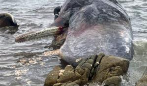 Aparecen 14 cachalotes varados en una isla australiana