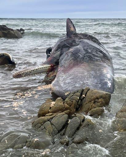 Aparecen 14 cachalotes varados en una isla australiana
