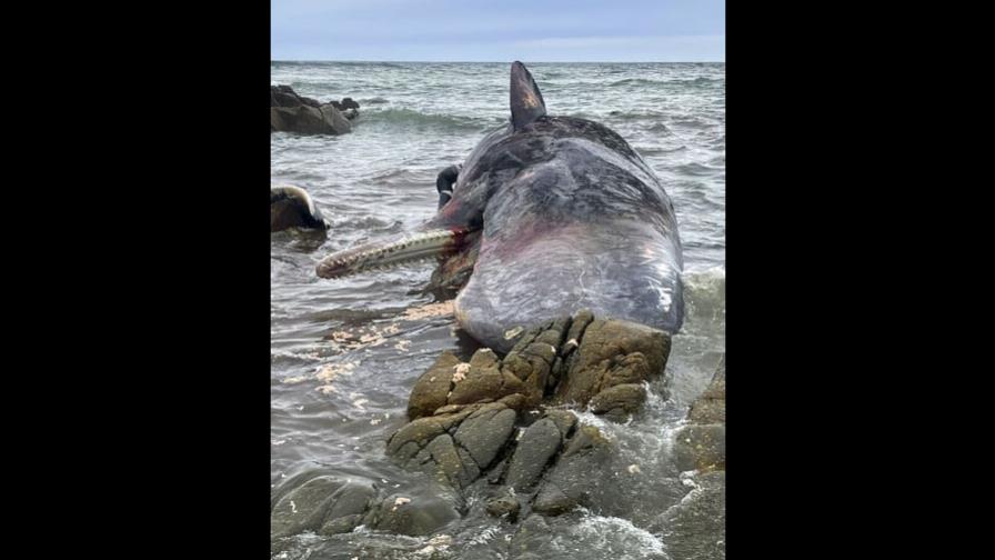 Aparecen 14 cachalotes varados en una isla australiana