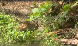 Familia tenía de mascota a un cocodrilo en Cenoví