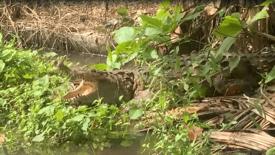 Familia tenía de mascota a un cocodrilo en Cenoví