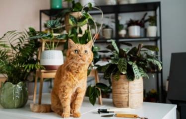 3 remedios naturales para ahuyentar gatos de tus plantas