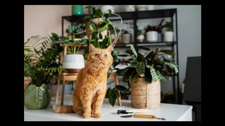 Remedios naturales para evitar que tu gato ataque las plantas