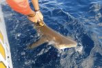 Etiquetan, por primera vez, tiburones en el país Etiquetan, por primera vez, tiburones en el país