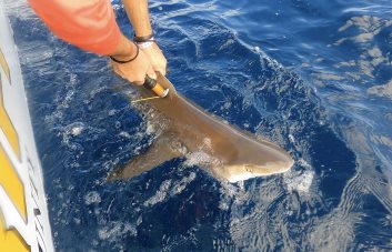 Etiquetan, por primera vez, tiburones en el país