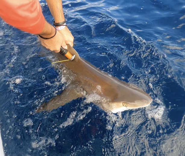 Etiquetan, por primera vez, tiburones en el país