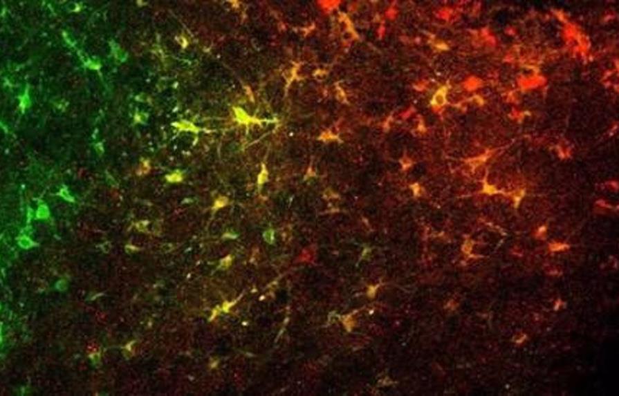 Identifican redes neuronales que ayudan a entender la depresión y adicciones