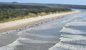 Unas 230 ballenas varadas en una remota playa de isla australiana de Tasmania