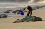 Australia prepara el rescate tras avistar 230 ballenas varadas Australia prepara el rescate tras avistar 230 ballenas varadas