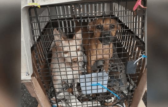 20 perros y 10 gatos son llevados a Miami desde refugio afectado por Fiona en Puerto Rico 