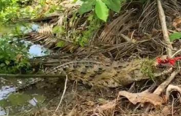 Trasladan al Zoológico Nacional cocodrilo que familia de Cenoví utilizaba como mascota