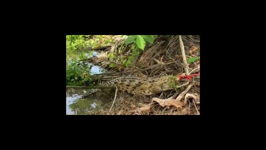 Trasladan al Zoológico Nacional cocodrilo que familia de Cenoví utilizaba como mascota