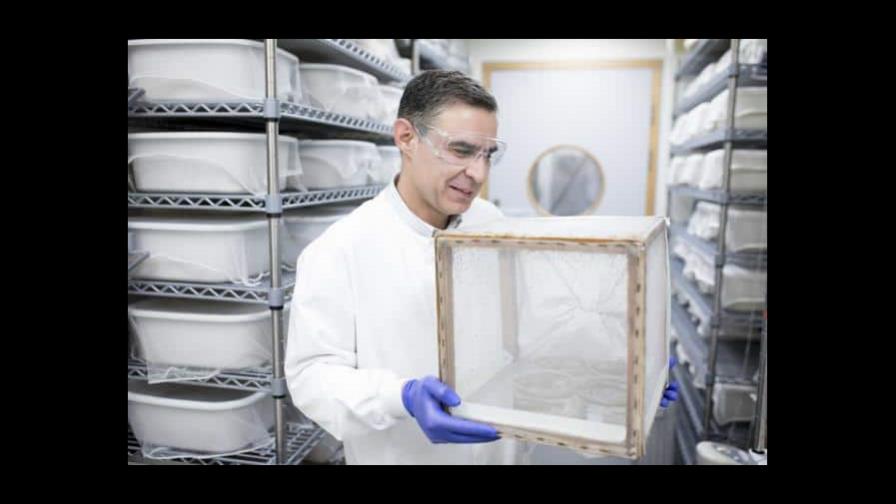 Mosquitos genéticamente modificados para no propagar la malaria Mosquitos genéticamente modificados para no propagar la malaria