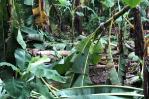 Más de nueve mil tareas de plátano y guineo derribadas por Fiona en La Canela Más de nueve mil tareas de plátano y guineo derribadas por Fiona en La Canela