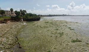 Lila y basura se siguen acumulando en el Malecón de la Capital