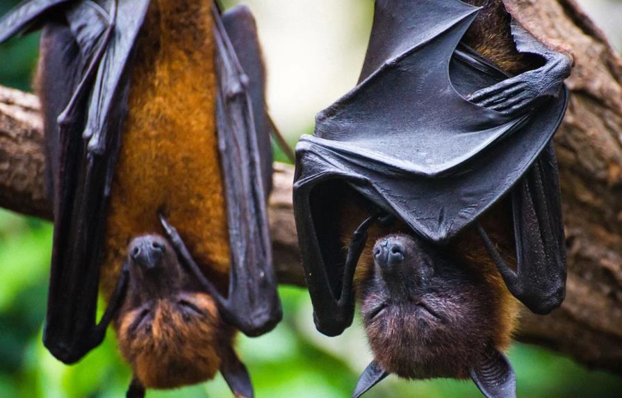 Un virus de murciélago similar a la covid puede entrar en las células humanas