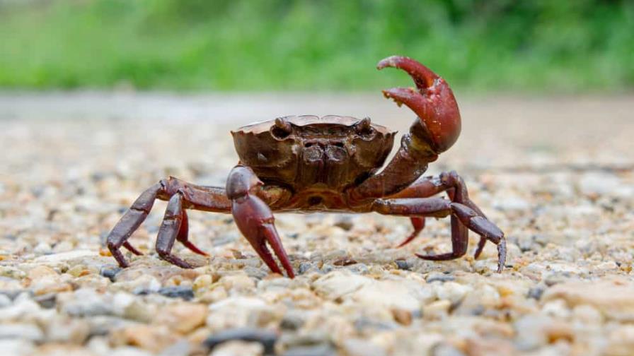 Podrían realizar baterías sostenibles con cangrejos y langostas