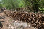 Medio Ambiente responde a denuncia sobre tráfico madera seca de guaconejo en Independencia Medio Ambiente responde a denuncia sobre tráfico madera seca de guaconejo en Independencia