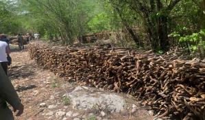 Medio Ambiente responde a denuncia sobre tráfico madera seca de guaconejo en Independencia