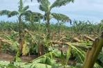 Sector agropecuario dominicano fue fuertemente golpeado por Fiona Sector agropecuario dominicano fue fuertemente golpeado por Fiona