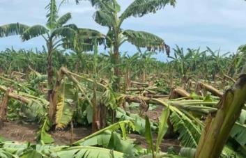Sector agropecuario dominicano fue fuertemente golpeado por Fiona
