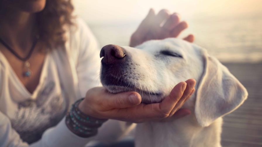 Cómo ahorrar al mantener a un perro