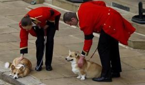 Tras la muerte de Isabel II el precio de los perros corgis toca récords
