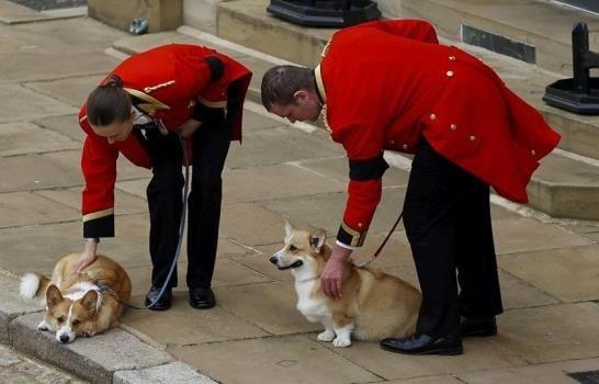 Tras muerte de Isabel II, aumenta precio de perros corgis