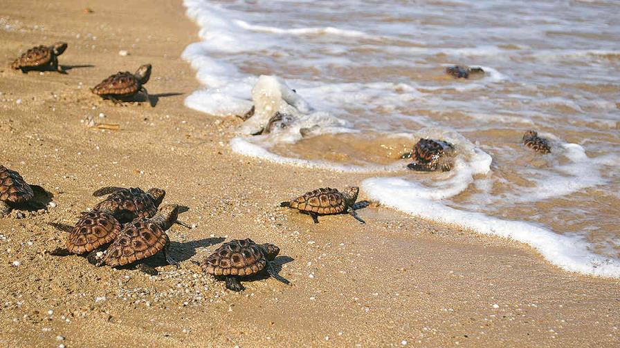 Expertos esperan la mayor anidación de tortugas en frontera de Bolivia-Brasil