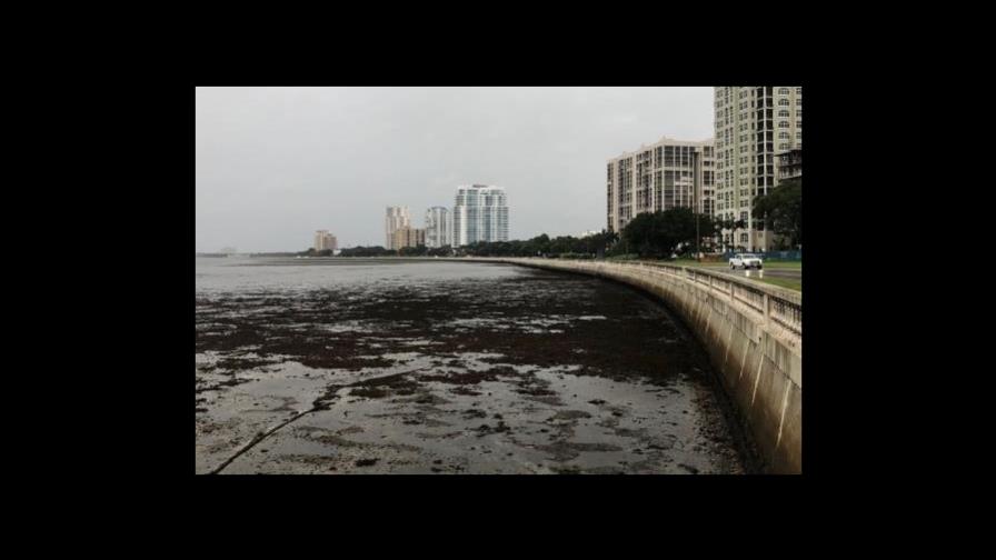 Usuarios de Twitter reportan que las aguas del mar en Tampa se han retirado