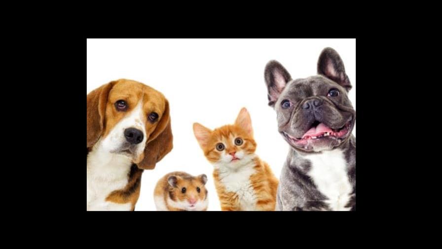 La inflación hace difícil mantener a las mascotas en EEUU