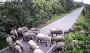 Manada de 65 elefantes deambula una semana tras salirse de selva en Tailandia