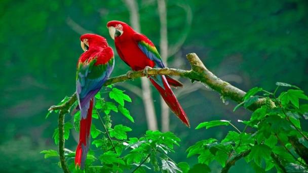Casi 50 % de 11,000 especies de aves en el mundo sufre declive en poblaciones