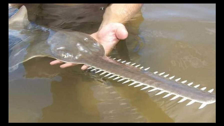 Costa Rica protege con ley al extraño pez sierra, especie en peligro crítico