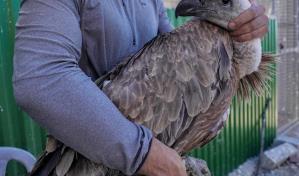 Los buitres salvajes que limpian la naturaleza regresan a Chipre