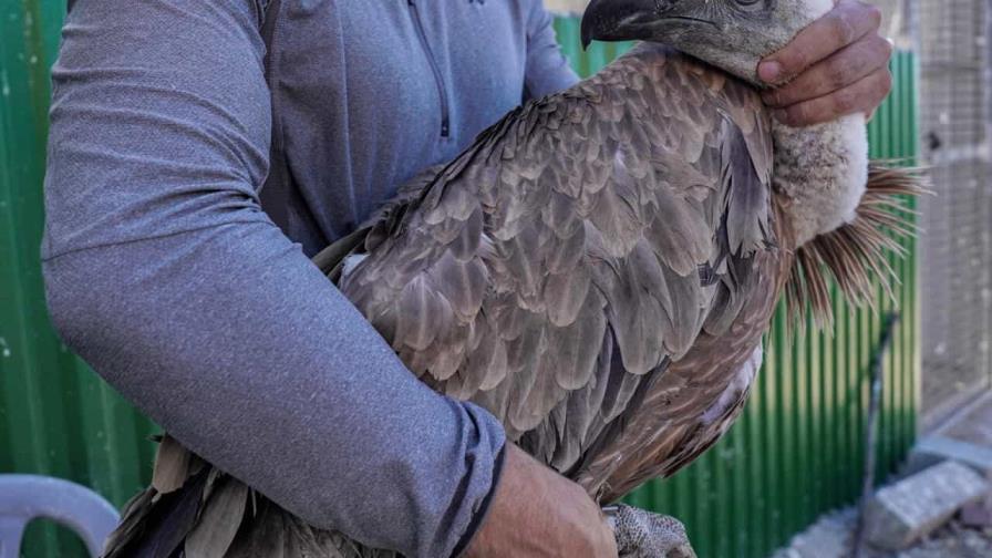 Los buitres salvajes que limpian la naturaleza regresan a Chipre