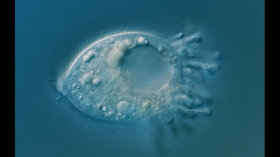 Nuevas especies microscópicas expanden el árbol de la vida Nuevas especies microscópicas expanden el árbol de la vida