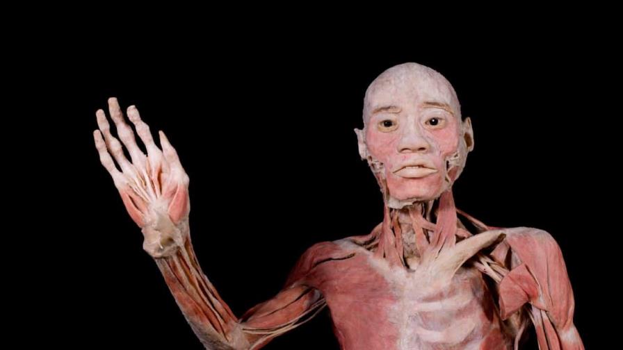 BODIES: Cuerpos humanos reales” se realiza con gran éxito en sus primera semanas