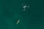 Detectan 20 manatíes en la costa norte de República Dominicana Detectan 20 manatíes en la costa norte de República Dominicana